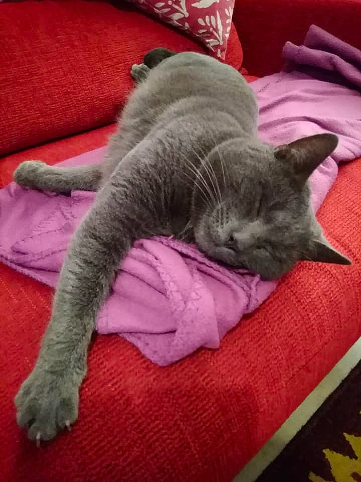 Mario a rejoint le concours — aidez-le/la à gagner de superbes lots ! british_shorthair, carnivore, cat, chartreux, domestic_short_haired_cat, felidae, kitten, korat, mammal, nap, russian_blue, sleep, small_to_medium_sized_cats, tail, vertebrate, whiskers