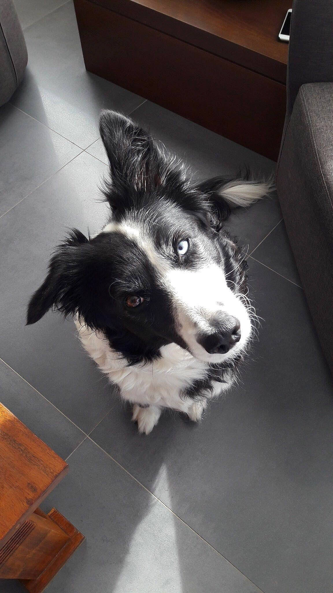 Kelly a rejoint le concours — aidez-le/la à gagner de superbes lots ! border_collie, canidae, carnivore, companion_dog, dog, dog_breed, flooring, fur, hardwood, herding_dog, monochrome, monochrome_photography, paw, puppy, tail, varnish, whiskers, working_animal, working_dog