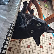 Hades participe au concours pour gagner de l'argent avec cette photo : black_cat, cat, chair, table, wooden_furniture, tiled_floor, indoor, pet, animal, curious, whiskers, green_eyes, paws, looking_up, household, floor_tiles, domestic, feline, black_fur, curiosity
