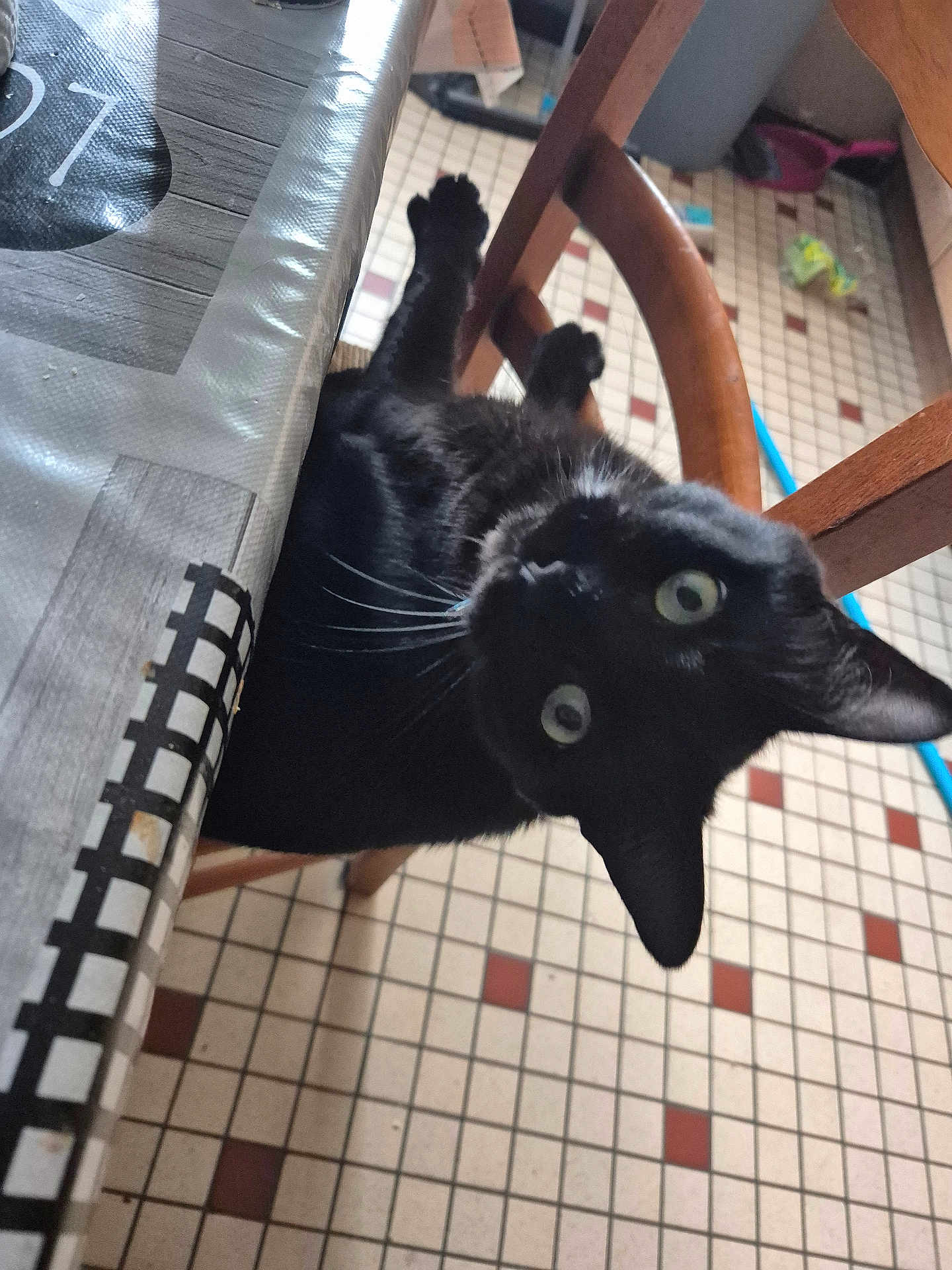 Hades participe au concours pour gagner de l'argent avec cette photo : black_cat, cat, chair, table, wooden_furniture, tiled_floor, indoor, pet, animal, curious, whiskers, green_eyes, paws, looking_up, household, floor_tiles, domestic, feline, black_fur, curiosity