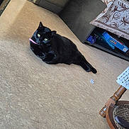 Hacate participe au concours pour gagner de l'argent avec cette photo : black_cat, cat, indoor, floor, collar, green_eyes, furniture, table, tablecloth, toy, relaxing, pet, domestic_animal, home, flooring, animal, laying_down, cozy, corner, bright_eyes