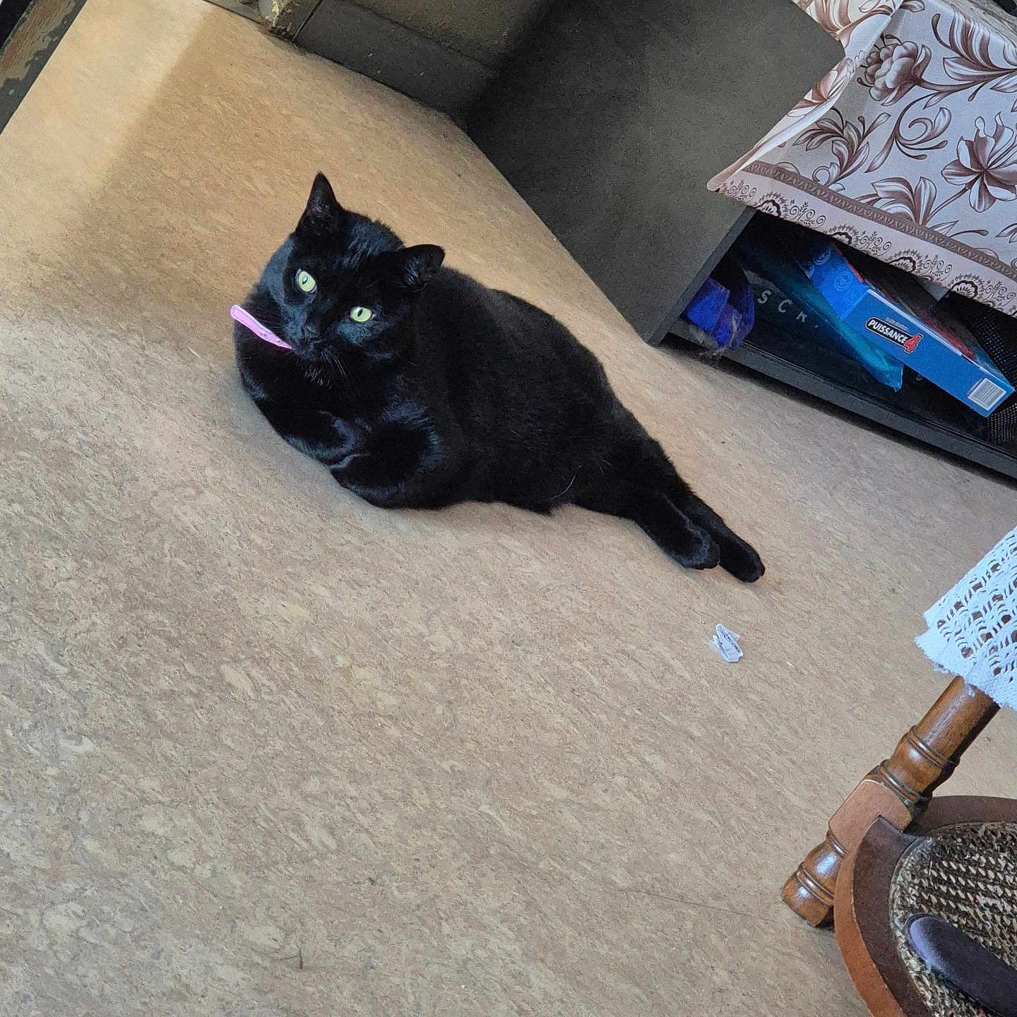 Hacate participe au concours pour gagner de l'argent avec cette photo : animal, black_cat, bright_eyes, cat, collar, corner, cozy, domestic_animal, floor, flooring, furniture, green_eyes, home, indoor, laying_down, pet, relaxing, table, tablecloth, toy