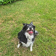 Eros participe au concours pour gagner de l'argent avec cette photo : dog, grass, outdoor, happy, tongue_out, black_and_white, pet, nature, canine, sitting, fur, collar, smiling, greenery, animal, playful, daylight, mammal, cute, excited