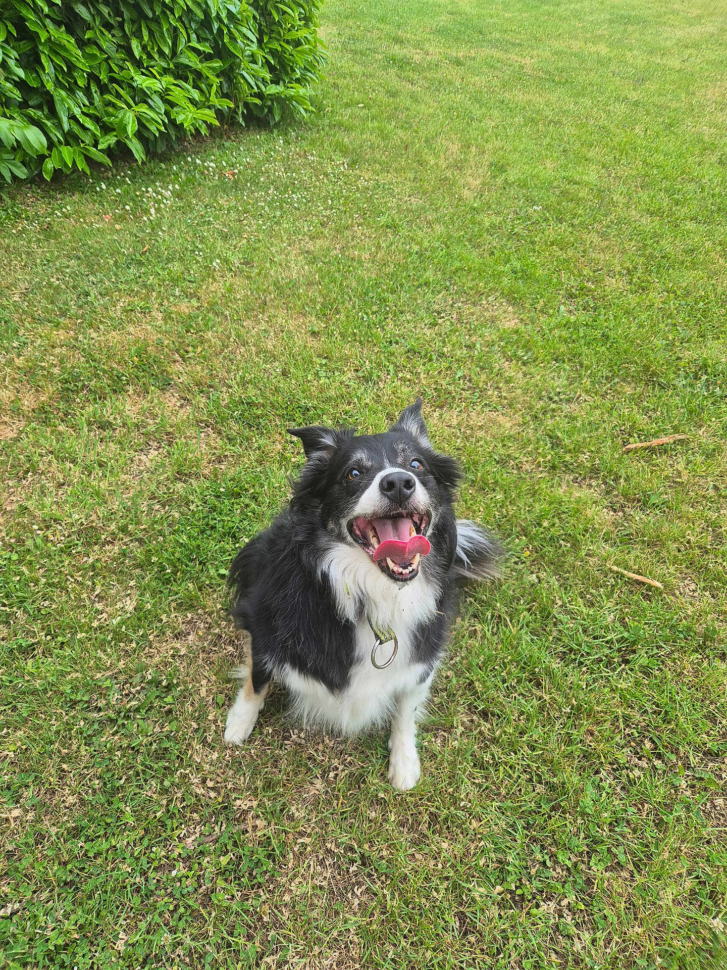 Eros participe au concours pour gagner de l'argent avec cette photo : dog, grass, outdoor, happy, tongue_out, black_and_white, pet, nature, canine, sitting, fur, collar, smiling, greenery, animal, playful, daylight, mammal, cute, excited