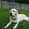 dog, golden_retriever, grass, lawn, outdoor, pet, canine, fence, wooden_fence, nature, animal, relaxing, lying_down, summer, greenery, fur, mammal, domestic_animal, peaceful, park