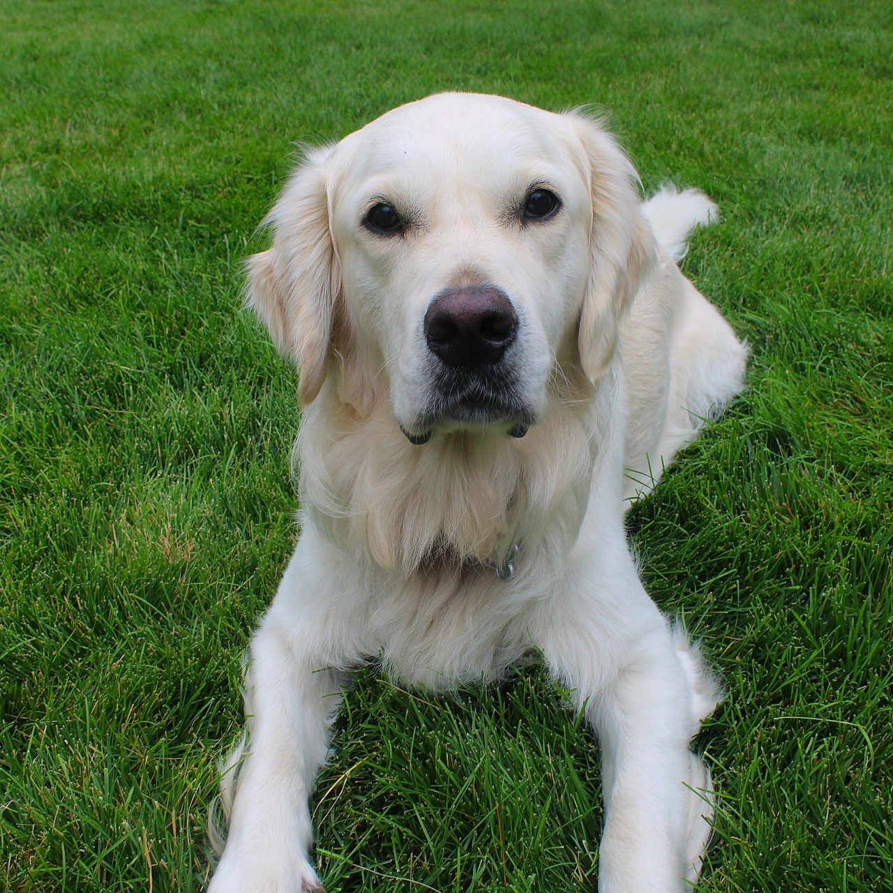 Cooper