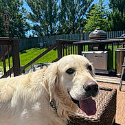 Cooper is registered to the contest to win money with this photo: dog, golden_retriever, tongue_out, outdoor, patio, fence, green_grass, trees, sunny, happy, canine, pet, summer, daylight, backyard, wicker_furniture, collar, animal, nature, domestic_animal