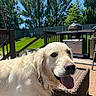 dog, golden_retriever, tongue_out, outdoor, patio, fence, green_grass, trees, sunny, happy, canine, pet, summer, daylight, backyard, wicker_furniture, collar, animal, nature, domestic_animal