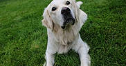 Cooper joined the competition — help win amazing prizes! dog, golden_retriever, grass, outdoor, pet, animal, canine, fur, mammal, nature, laying_down, portrait, close_up, cute, friendly, domestic_animal, green, summer, daylight, snout