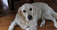 Cooper is registered to the contest to win money with this photo: animal, brown, canine, dog, domestic_animal, ears, eyes, fur, golden_retriever, household, indoor, laying_down, mammal, nose, paw, pet, quiet, resting, white, wooden_floor