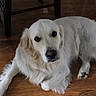 dog, golden_retriever, pet, indoor, wooden_floor, animal, canine, laying_down, fur, mammal, domestic_animal, brown, white, ears, nose, eyes, paw, resting, household, quiet
