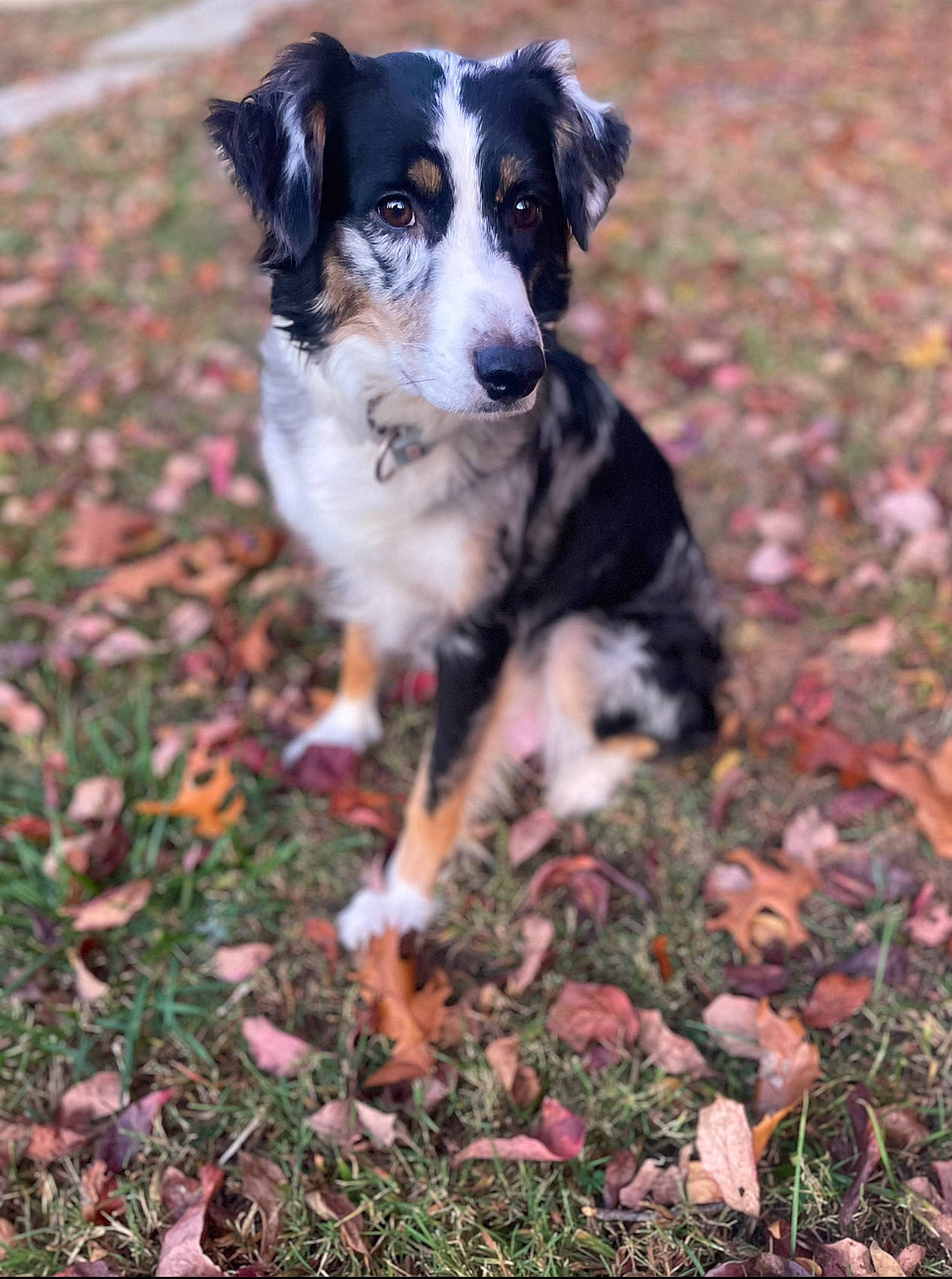 Wrigley is registered to the contest to win money with this photo: australian_cattle_dog, australian_collie, australian_shepherd, autumn, border_collie, canidae, carnivore, companion_dog, dog, dog_breed, fur, grass, herding_dog, plant, soil, sporting_group, texas_heeler, whiskers, working_animal, working_dog