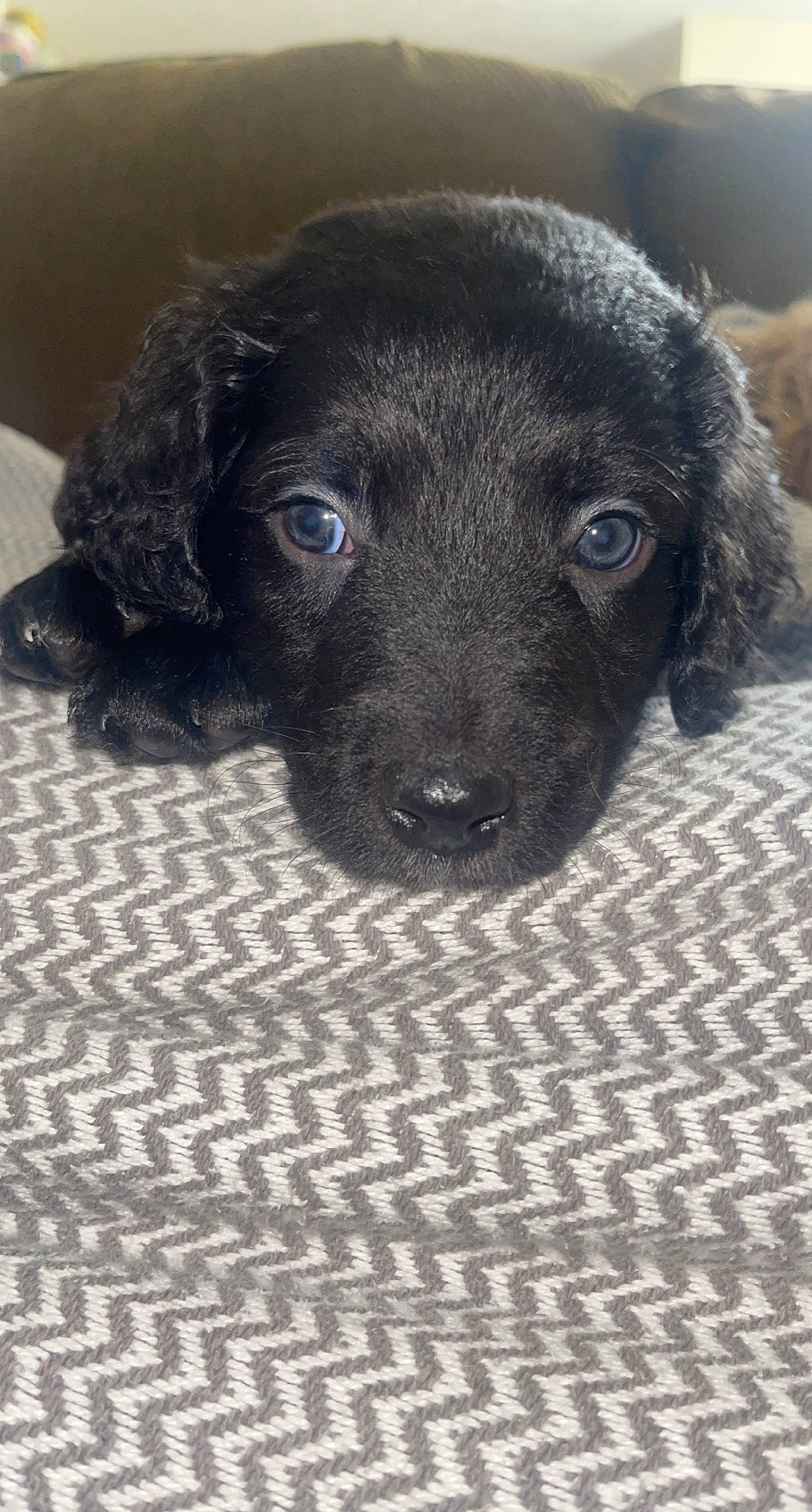 Callaway joined the competition — help win amazing prizes! borador, canidae, carnivore, companion_dog, dog, dog_breed, fur, liver, puppy, snout, sporting_group, terrestrial_animal, whiskers, working_animal