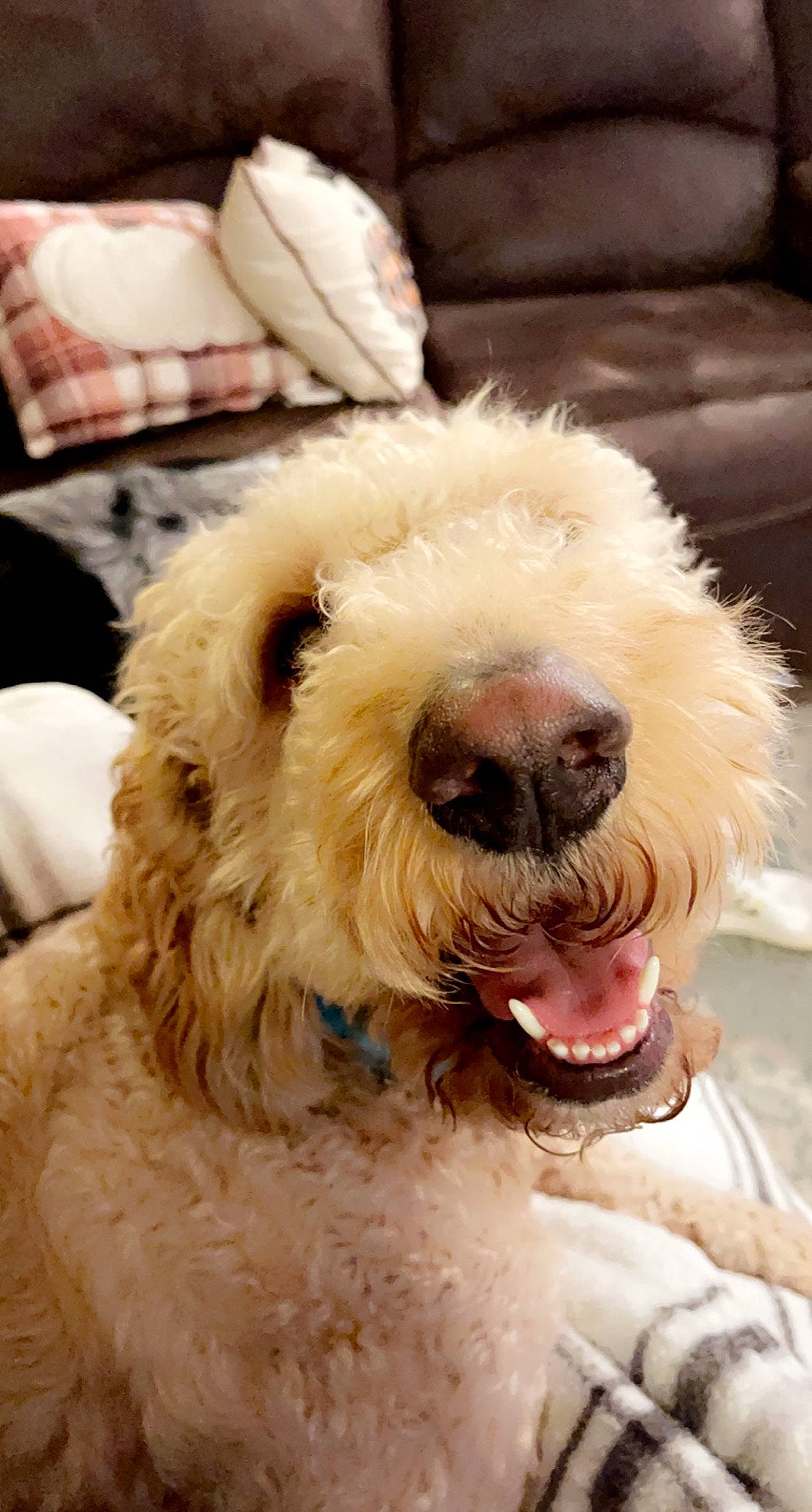 Bogey joined the competition — help win amazing prizes! canidae, carnivore, collar, companion_dog, dog, dog_breed, dog_collar, fur, giant_dog_breed, labradoodle, maltepoo, non_sporting_group, small_terrier, snout, sporting_group, terrier, toy_dog, water_dog, working_animal