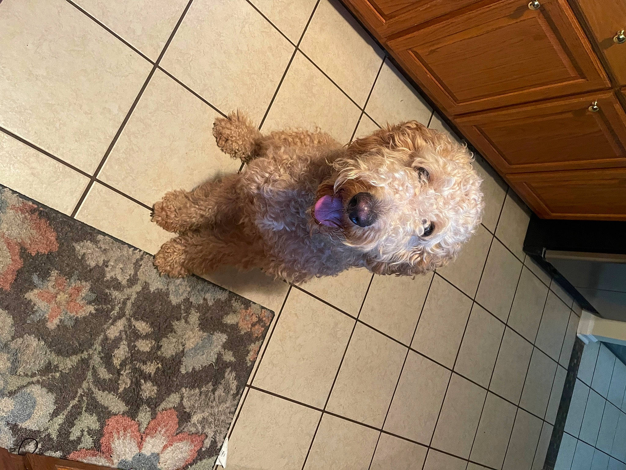 Bogey is registered to the contest to win money with this photo: canidae, carnivore, companion_dog, dog, dog_breed, fawn, floor, flooring, fur, hardwood, pattern, pet_supply, snout, sporting_group, tail, terrier, toy, toy_dog, wood, working_animal