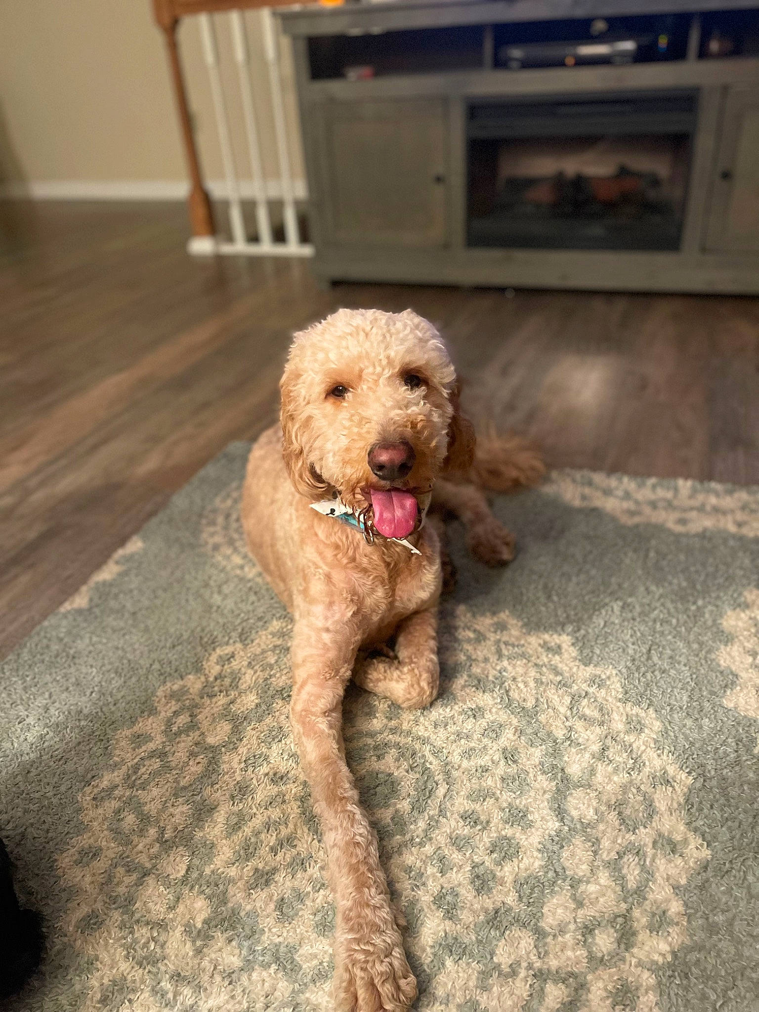 Bogey is registered to the contest to win money with this photo: carnivore, companion_dog, dog, dog_breed, dog_collar, flooring, fur, labradoodle, pet_supply, poodle, poodle_crossbreed, sporting_group, standard_poodle, tail, terrier, toy, toy_dog, water_dog, wood, working_animal