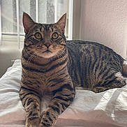 Yampi joined the competition — help win amazing prizes! animal, bedroom, cat, close_up, curious, domestic_animal, feline, fur, indoor, natural_light, pet, pillow, portrait, relaxed, resting, soft_light, striped, tabby_cat, whiskers, window