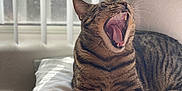 Yampi joined the competition — help win amazing prizes! animal, cat, claws, cozy, domestic, feline, fur, indoor, mouth_open, pet, pillow, relaxed, resting, sleepy, striped, sunlight, tabby, whiskers, window, yawning