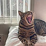 animal, cat, claws, cozy, domestic, feline, fur, indoor, mouth_open, pet, pillow, relaxed, resting, sleepy, striped, sunlight, tabby, whiskers, window, yawning