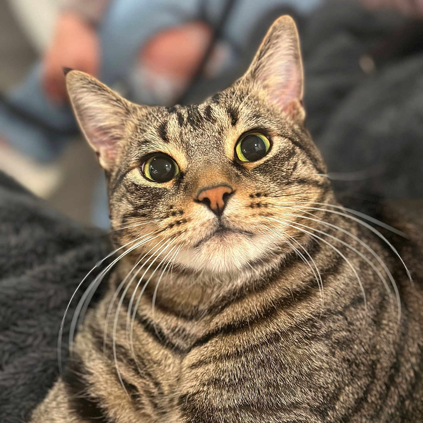 Yampi is registered to the contest to win money with this photo: animal, blurred_background, cat, close_up, curious, domestic_cat, eyes, feline, fur, indoor, jeans, mammal, person_in_background, pet, portrait, ripped_jeans, soft_light, striped, tabby_cat, whiskers