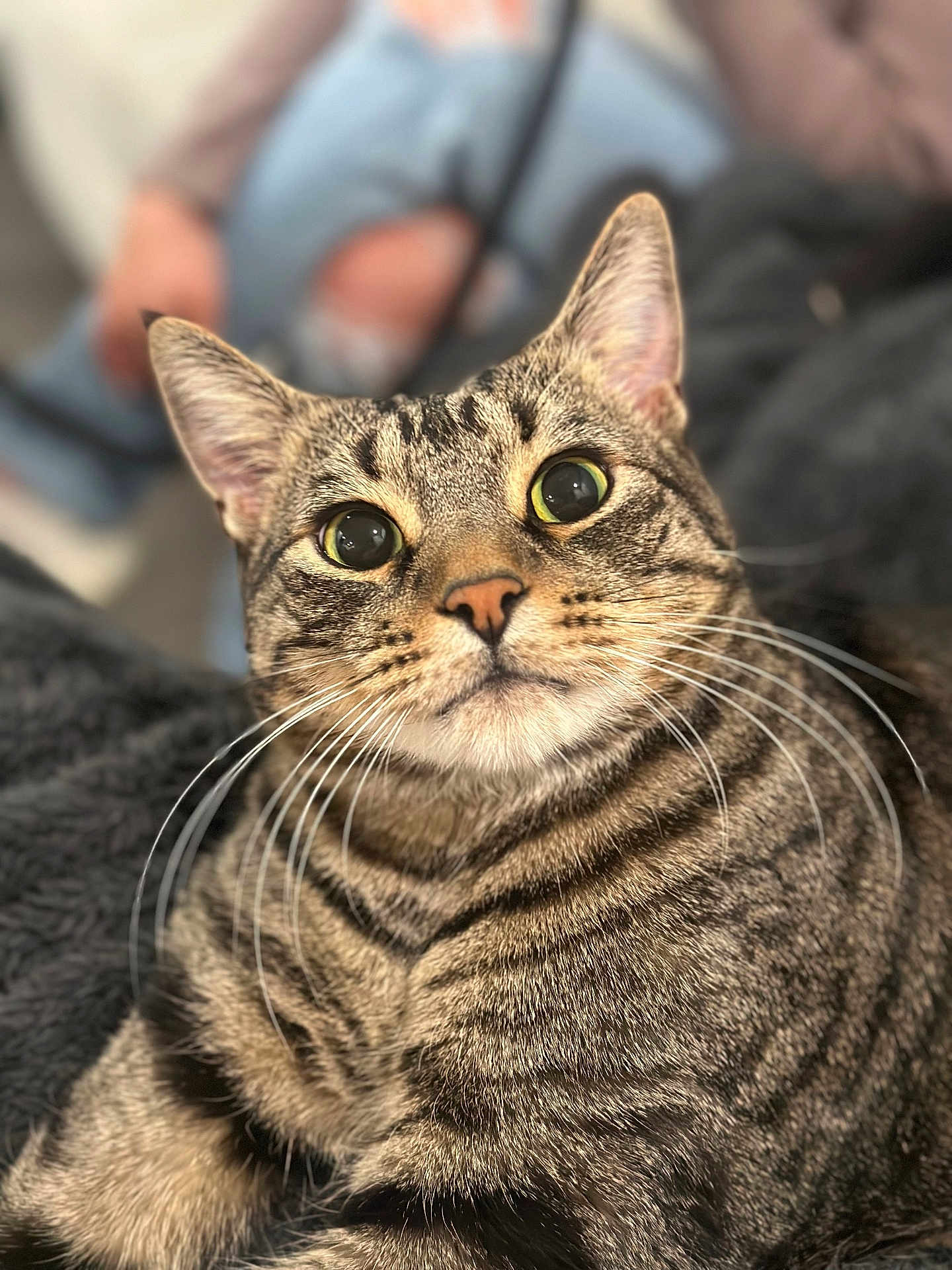 Yampi is registered to the contest to win money with this photo: animal, blurred_background, cat, close_up, curious, domestic_cat, eyes, feline, fur, indoor, jeans, mammal, person_in_background, pet, portrait, ripped_jeans, soft_light, striped, tabby_cat, whiskers