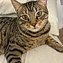 Yampi joined the competition — help win amazing prizes! animal, bed, blanket, cat, closeup, cute, domestic, ears, eyes, feline, fur, indoor, mammal, paw, pet, relaxed, resting, striped, tabby, whiskers