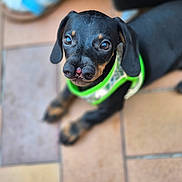 Bougnette a rejoint le concours — aidez-le/la à gagner de superbes lots ! adorable, animal, black_and_tan, close_up, companion, curious, cute, dachshund, dog, floor, green_harness, looking_up, lying_down, outdoor, pet, puppy, small_dog, tile, unique_nose, young_dog