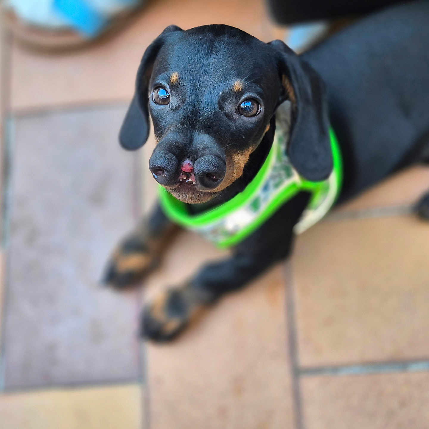 Bougnette a rejoint le concours — aidez-le/la à gagner de superbes lots ! adorable, animal, black_and_tan, close_up, companion, curious, cute, dachshund, dog, floor, green_harness, looking_up, lying_down, outdoor, pet, puppy, small_dog, tile, unique_nose, young_dog