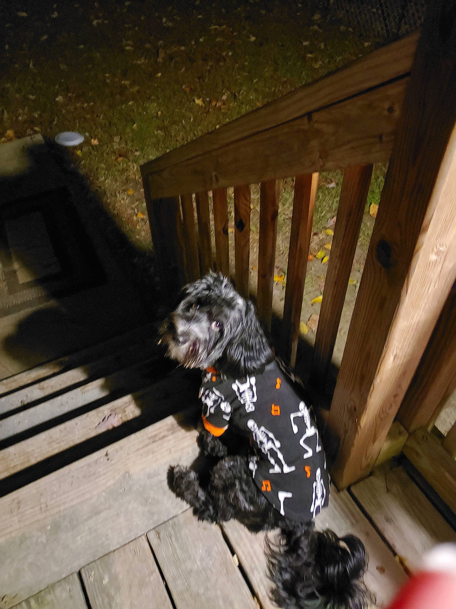 Duke Hunter Goad joined the competition — help win amazing prizes! canidae, carnivore, companion_dog, dog, dog_breed, dog_supply, fawn, flooring, fur, guard_dog, gun_dog, hardwood, non_sporting_group, sitting, snout, sporting_group, tail, tints_and_shades, wood, working_dog