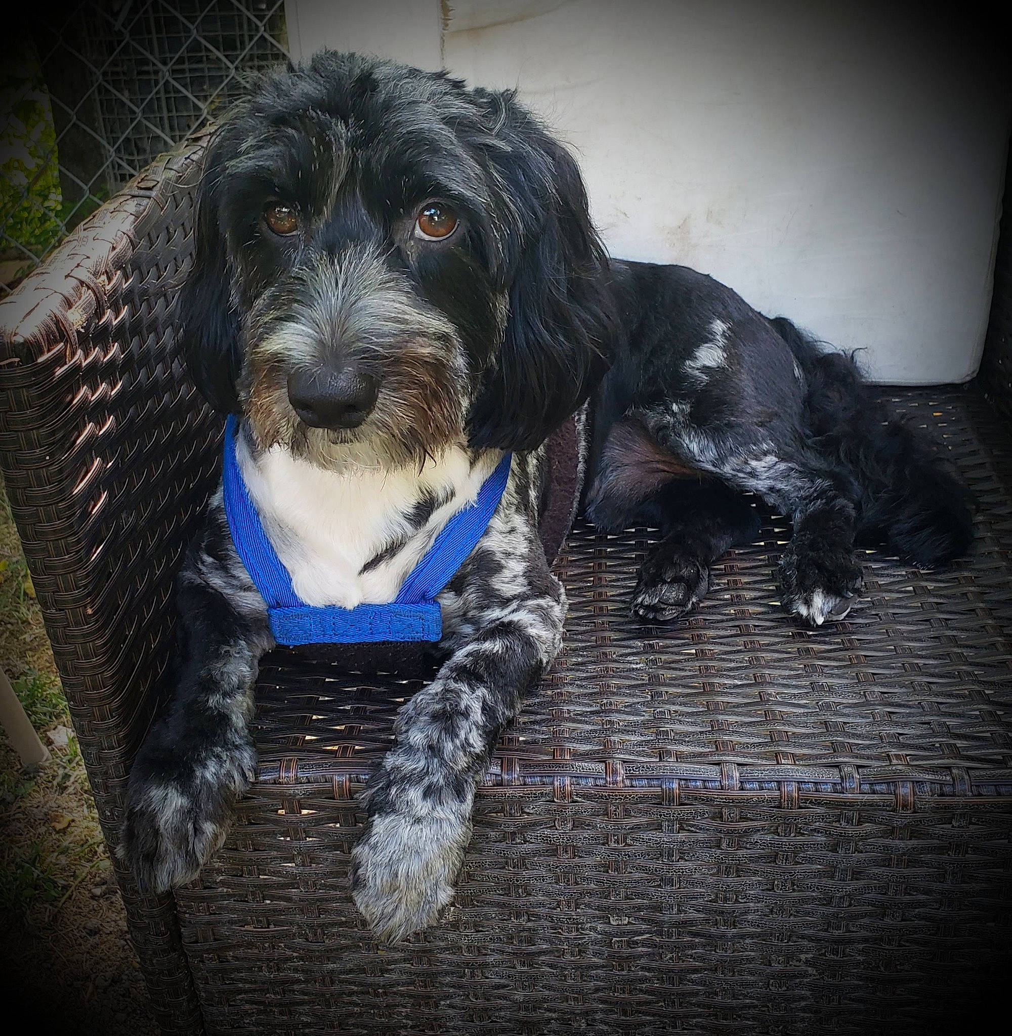 Duke Hunter Goad joined the competition — help win amazing prizes! canidae, carnivore, companion_dog, dog, dog_breed, dog_supply, electric_blue, fur, puppy, puppy_love, small_terrier, snout, spaniel, sporting_group, terrestrial_animal, terrier, toy_dog, whiskers, working_animal, working_dog