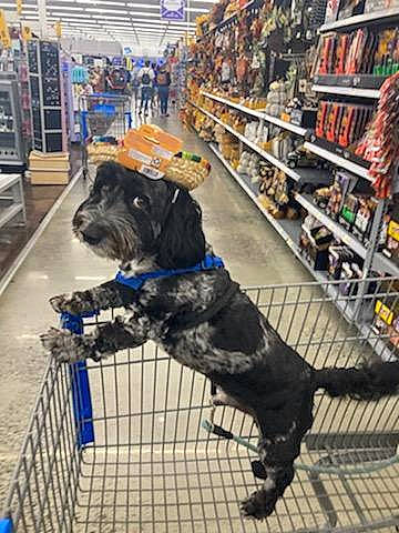 Duke Hunter Goad is registered to the contest to win money with this photo: companion_dog, convenience_store, customer, dog, dog_breed, dog_supply, electric_blue, flooring, fur, leash, market, pet_supply, publication, retail, service, shelf, shelving, shopping, snout, working_animal