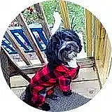 Duke Hunter Goad is registered to the contest to win money with this photo: ancient_dog_breeds, canidae, carnivore, circle, companion_dog, dog, dog_breed, dog_supply, fictional_character, font, liver, non_sporting_group, pattern, rectangle, shih_tzu, small_terrier, sporting_group, terrier, toy_dog, working_animal