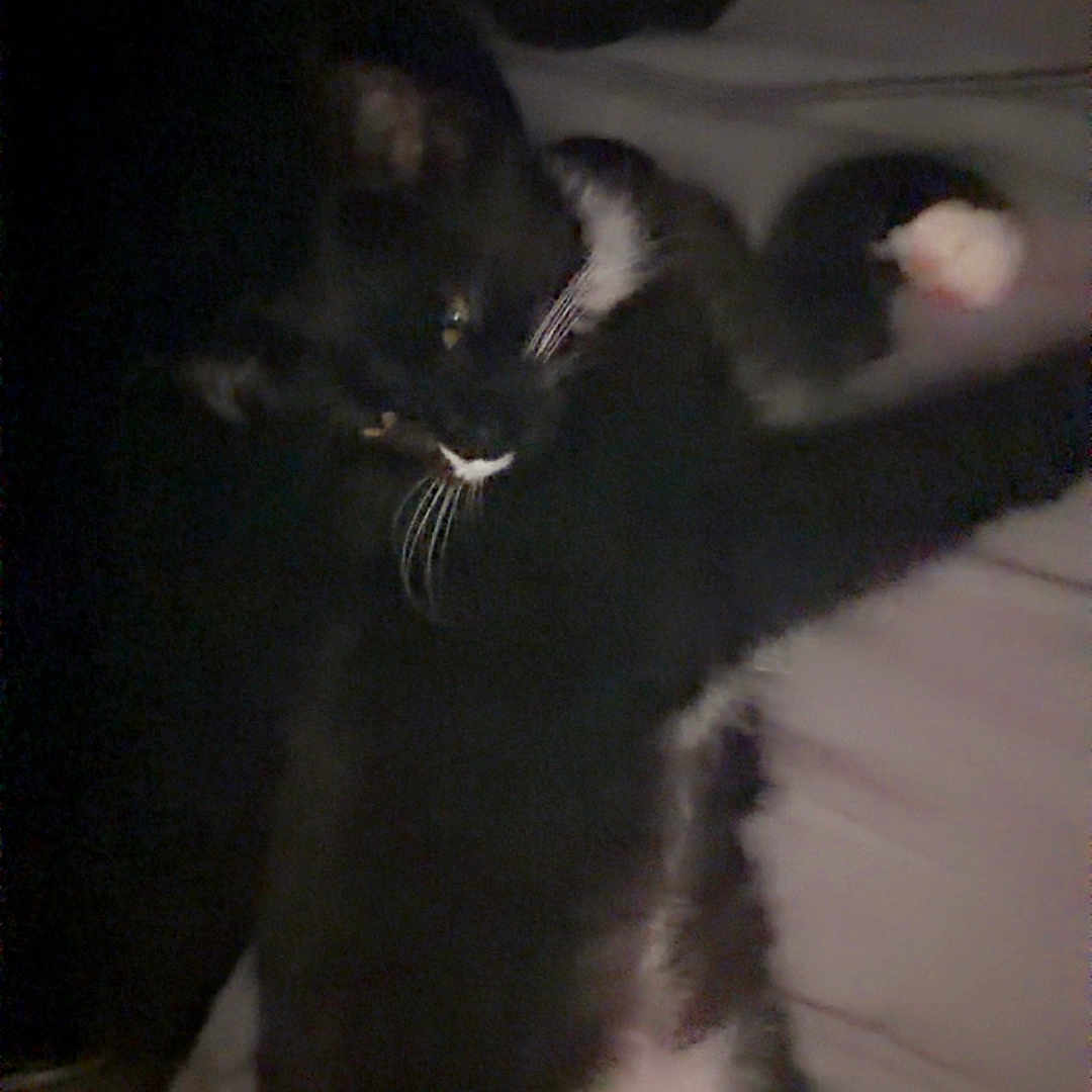 Bandit joined the competition — help win amazing prizes! cat, black_and_white, sleeping, lying_down, bed, bedroom, indoor, pet, animal, whiskers, paws, pink_paw_pads, fur, relaxed, resting, cozy, dim_lighting, portrait_orientation, close_up, funny_pose