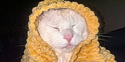 Whity participe au concours pour gagner de l'argent avec cette photo : cat, white_cat, pet, blanket, yellow_blanket, hood, whiskers, pink_nose, sleeping, cozy, close_up, portrait, indoor, fur, cuddly, relaxed, textile, flash_lighting, feline, content