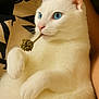 Whity a rejoint le concours — aidez-le/la à gagner de superbes lots ! cat, white_cat, blue_eyes, pet, domestic_cat, portrait, whiskers, paw, fur, close_up, relaxed, dried_flower, plant_stem, pink_nose, cute, feline, indoor, human_arm, patterned_fabric, soft_texture