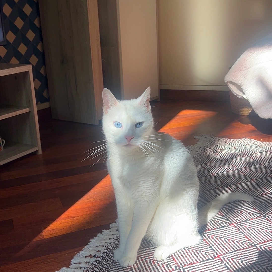 Whity participe au concours pour gagner de l'argent avec cette photo : blanket, blue_eyes, cabinet, cat, cozy, ears, furniture, home, indoor, pattern_rug, paws, pet, portrait, rug, shadow, sitting, sunlight, whiskers, white_cat, wooden_floor