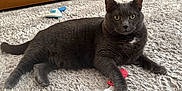 Luna Bean joined the competition — help win amazing prizes! cat, gray_cat, carpet, toy, red_toy, brush, wooden_cabinet, green_eyes, pet, indoor, furniture, floor, animal, domestic_cat, paw, curious, relaxed, pet_accessory, home, fluffy