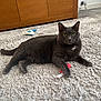 cat, gray_cat, carpet, toy, red_toy, brush, wooden_cabinet, green_eyes, pet, indoor, furniture, floor, animal, domestic_cat, paw, curious, relaxed, pet_accessory, home, fluffy