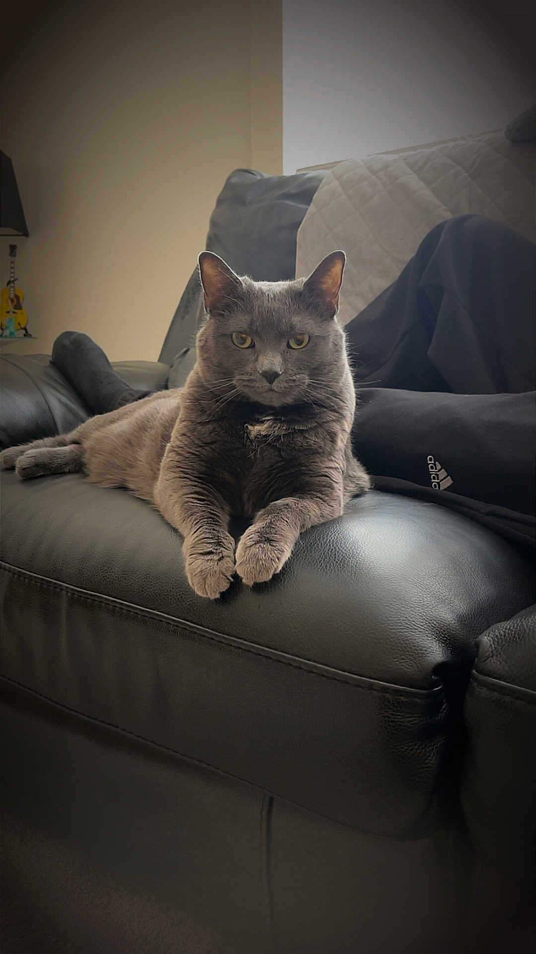 Luna Bean