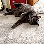 cat, gray_cat, carpet, indoor, furniture, amplifier, blackstar, wooden_cabinet, pet, relaxed, stretching, animal, mammal, whiskers, floor, cozy, cute, domestic_cat, lying_down, home