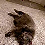 cat, gray_cat, pet, indoor, carpet, rug, floor, toy, mouse_toy, relaxed, lying_down, fur, whiskers, ears, paws, home, room, door, curious, cozy