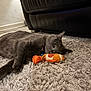 cat, gray_cat, toy_fish, carpet, indoor, pet, relaxed, leather_couch, feline, cozy, animal, laying_down, close_up, home, furry, whiskers, cute, domestic_cat, playful, resting