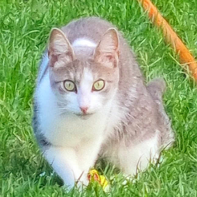 Minette