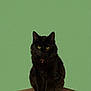 black_cat, cat, pet, animal, wooden_crate, crate, sitting, yellow_eyes, fur, domestic_cat, indoor, portrait, feline, green_background, still_life, cute, mammal, whiskers, alert, collar