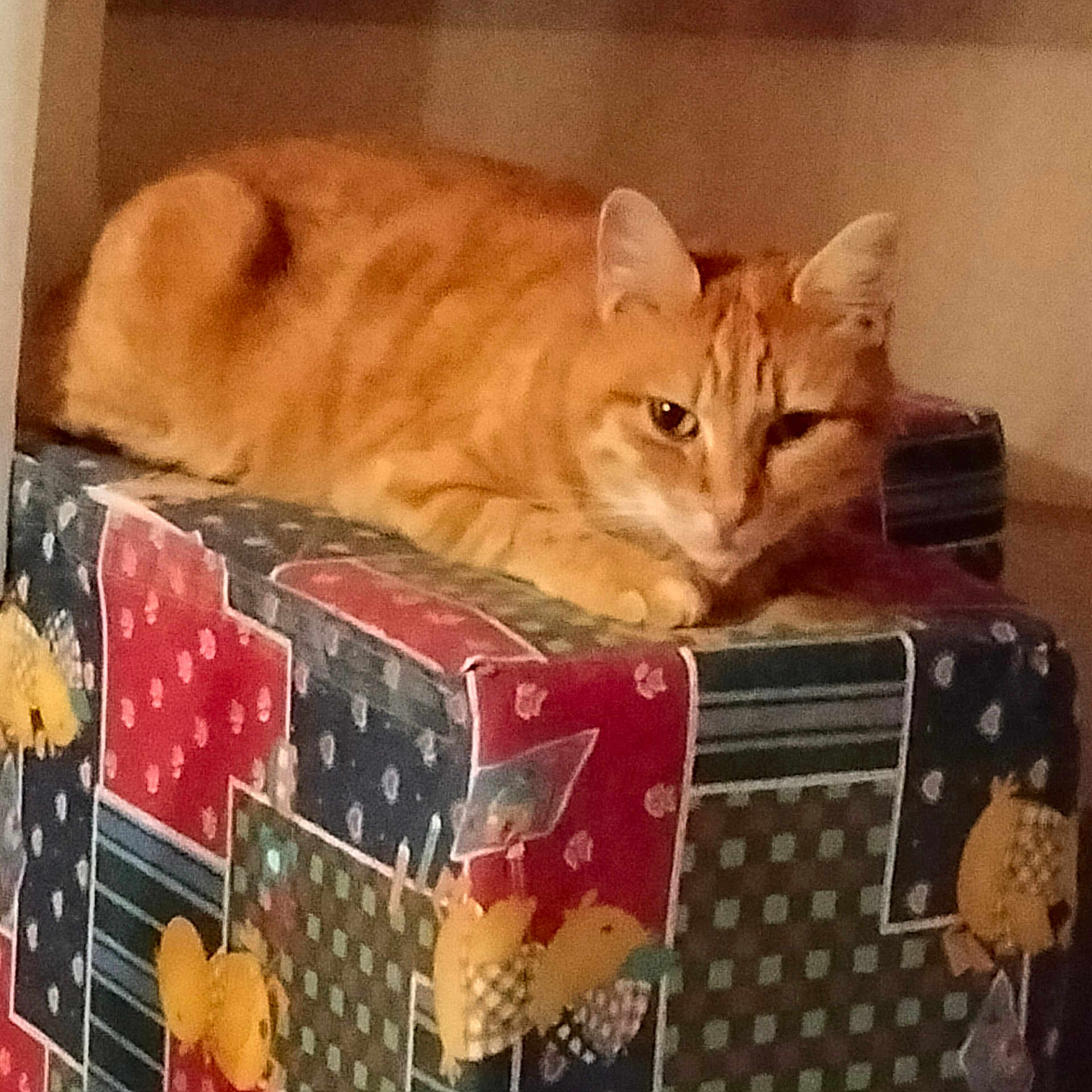 Minet a rejoint le concours — aidez-le/la à gagner de superbes lots ! cat, orange_tabby, feline, pet, animal, indoor, box, patterned_box, patchwork, relaxed, resting, looking, ears, whiskers, fur, striped, cute, domestic_cat, home, cozy