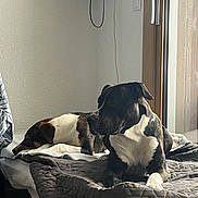 Dinho participe au concours pour gagner de l'argent avec cette photo : bed, bedding, bedroom, black_and_white, blanket, brown, canine, dog, dogs, home, indoors, large_dog, pet, puppy, relaxed, resting, sitting, sleeping, small_dog, window