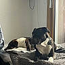 bed, bedding, bedroom, black_and_white, blanket, brown, canine, dog, dogs, home, indoors, large_dog, pet, puppy, relaxed, resting, sitting, sleeping, small_dog, window