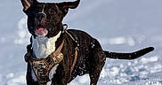 Dinho a rejoint le concours — aidez-le/la à gagner de superbes lots ! alert, animal, black_and_white, blue_sky, brindle, canine, dog, ears, harness, nature, outdoor, pet, playful, portrait, snow, snowflakes, snowy_landscape, standing, tail, winter
