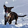 alert, animal, black_and_white, blue_sky, brindle, canine, dog, ears, harness, nature, outdoor, pet, playful, portrait, snow, snowflakes, snowy_landscape, standing, tail, winter