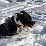 Dinho participe au concours pour gagner de l'argent avec cette photo : action, animal, black_and_white, collar, dog, ears, harness, motion, open_mouth, outdoors, pet, playing, portrait, running, short_hair, snow, snowy_landscape, sunlight, tongue, winter